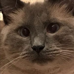 Meet your Posher, Misty